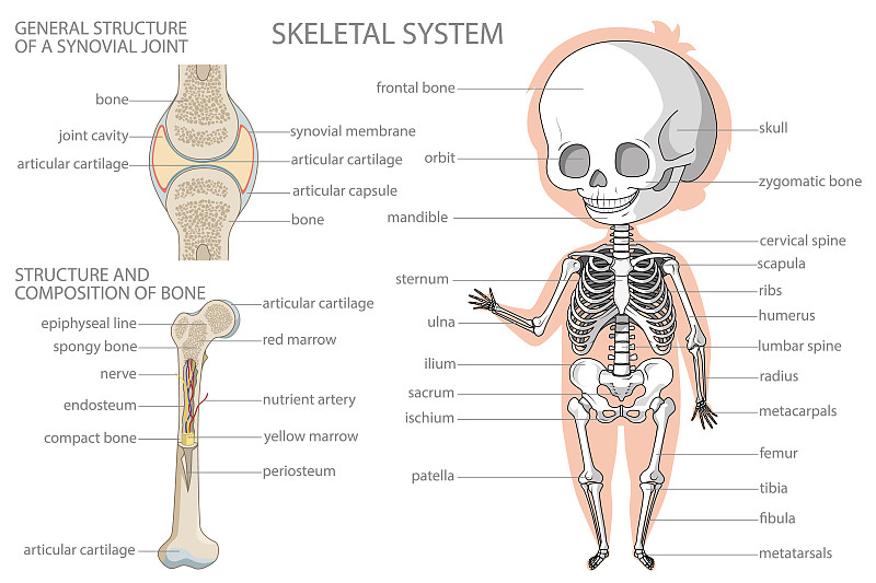 骨骼系统。儿童生物教育横幅。卡通彩色矢量插图。