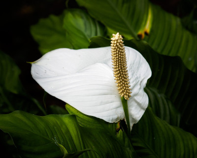 和平百合- Spathiphyllum sp.。