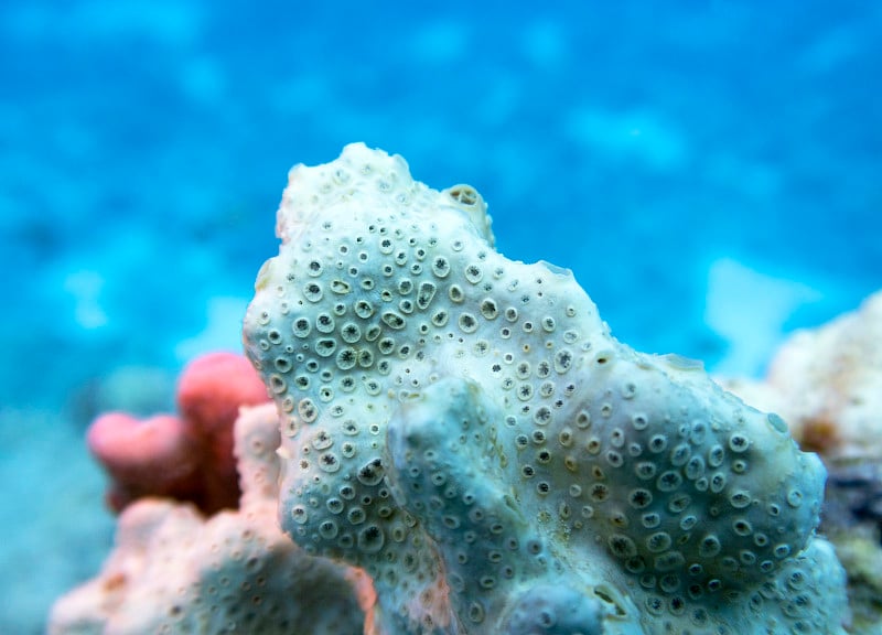 热带海洋底部五彩缤纷的珊瑚礁，白色海绵海，水下景观