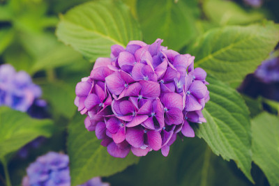 盛开的紫色和粉红色的绣球花或hortensia