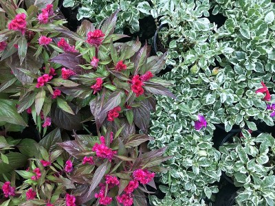 花园里盛开的中国羊毛花