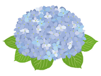 绣球花花插图。蓝色绣球花花。