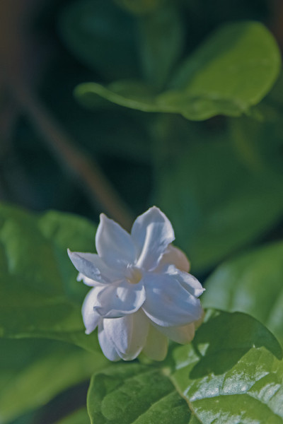 阿拉伯茉莉花，奥尔良少女，茉莉花。