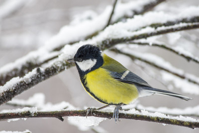 大山雀(Parus major)