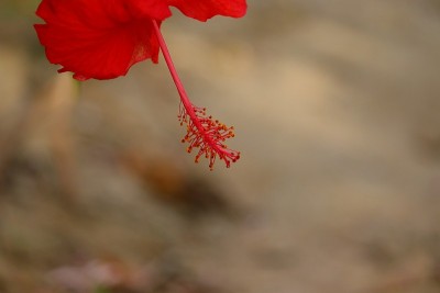 芙蓉花