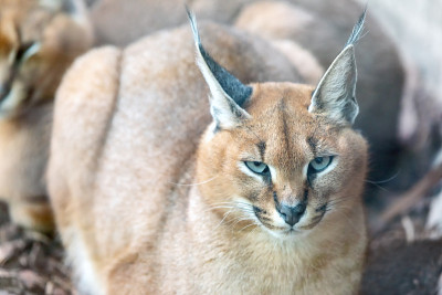 猞猁的一个属(猞猁)。它是一种中型野猫，原产于非洲、中东、中亚和印度。它有领地意识，主要独自生活或成