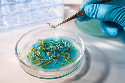 在生物实验室从事转基因植物和种子研究的科学家。