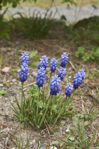 Muscari neglectum