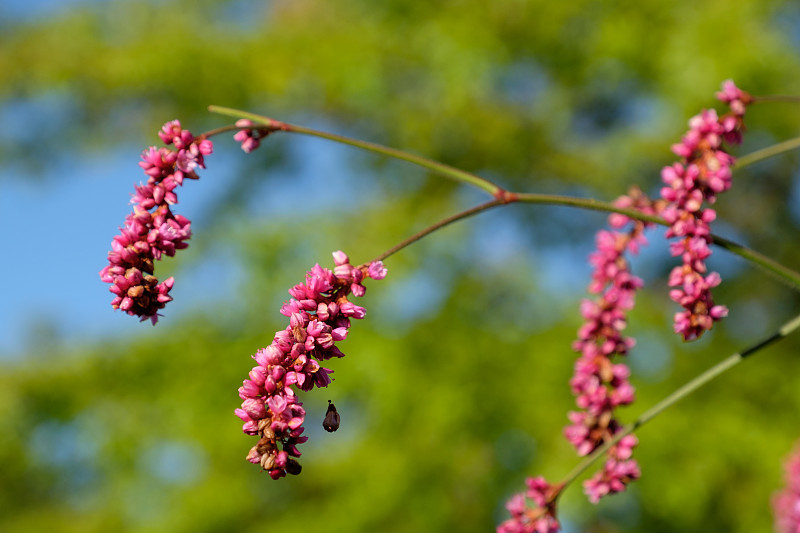 花与树