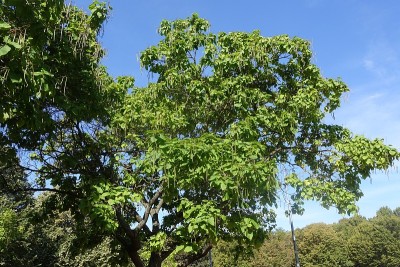 夏季，梓豆树