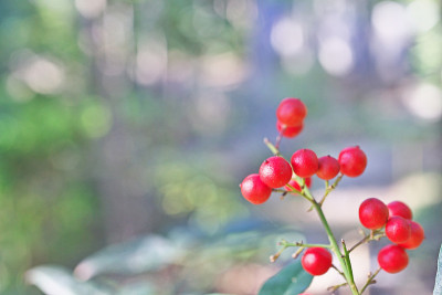 家庭Nandina
