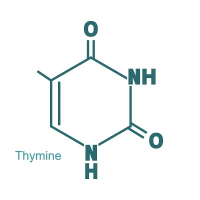 胸腺嘧啶- DNA和RNA氮碱基的化学结构式
