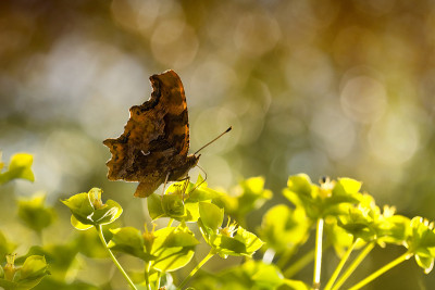 Polygonia c-album