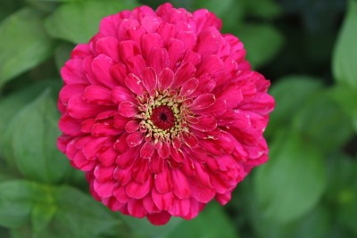 花和自然
