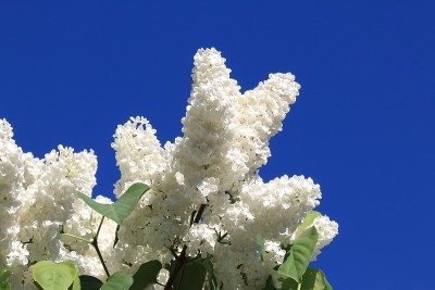 美丽的春天，白色的丁香映衬着蔚蓝的天空
