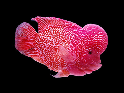 美丽的娄汉水族馆珍奇观赏鱼，花角鱼，杂交品种