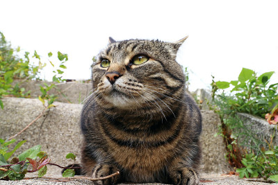 一只邪恶的猫的样子