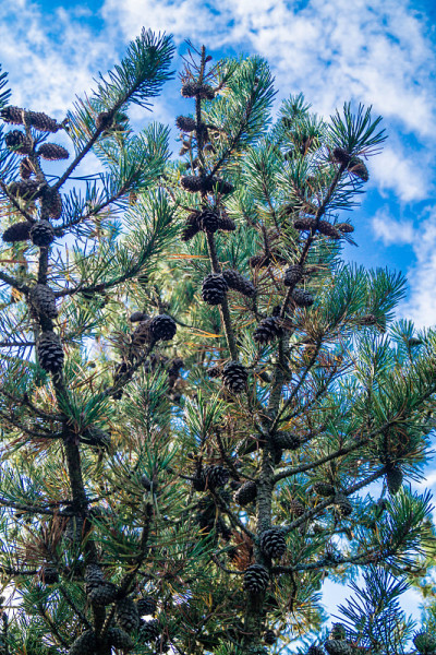 ForestPine抗旱性