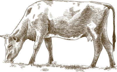 牛版画插画