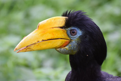 皱纹Hornbilll