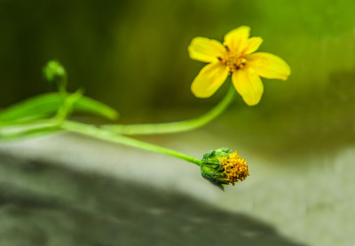 黄花3进化…