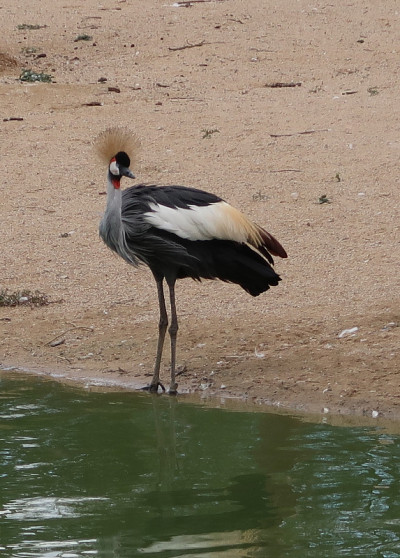 白鹤(Balearica regulorum)