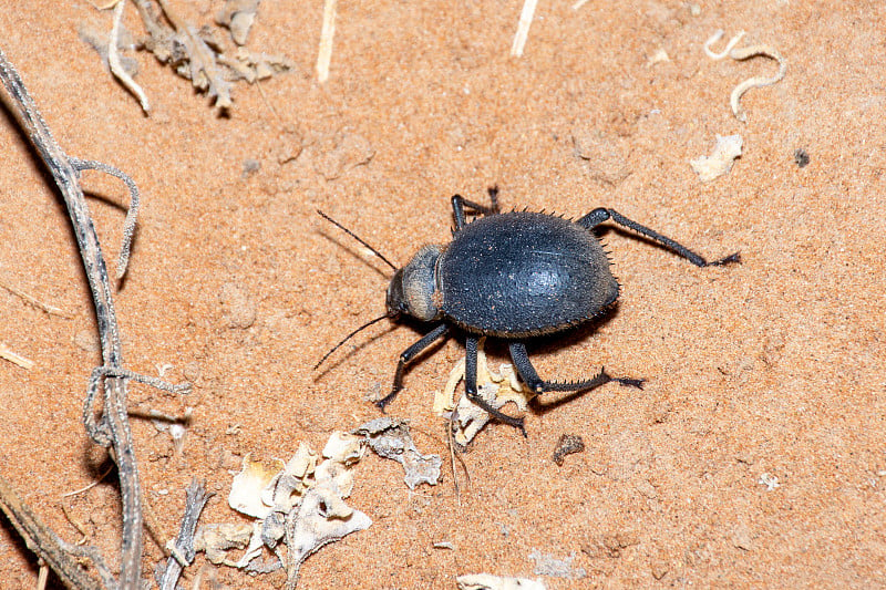 在阿拉伯联合酋长国(阿联酋)，海胆甲虫(Priionotheca cornata)在夜间走过沙漠的沙