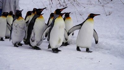 企鹅雪走