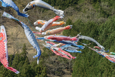 鲤鱼等浮电缆