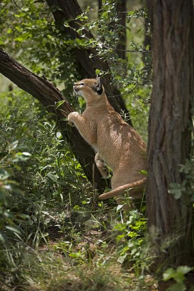 Caracal, caracal caracal, Adult, Namibia