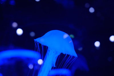 水母