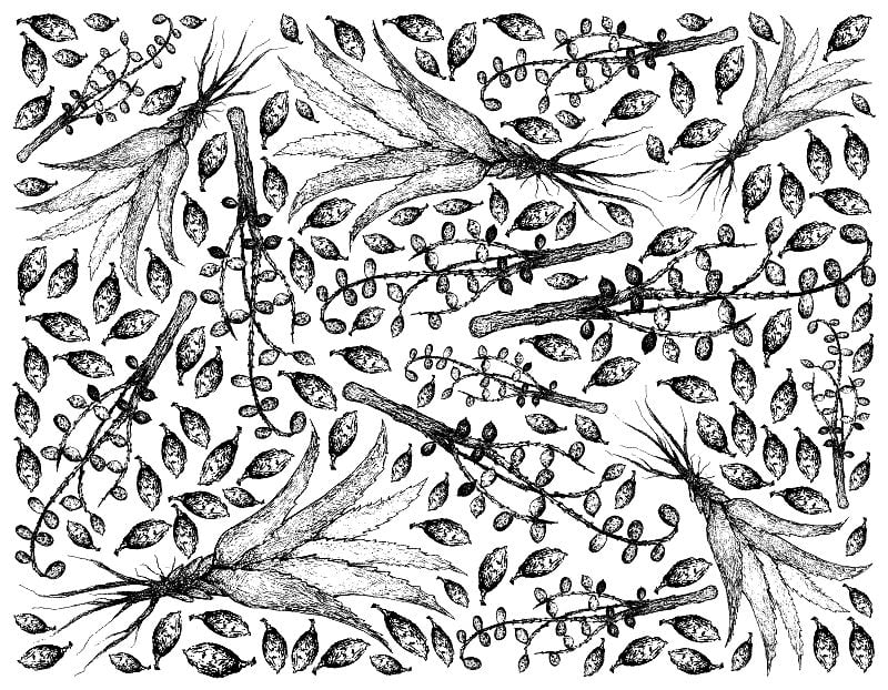 Hand Drawn of Saw Palmetto Berries with Aloe Vera 