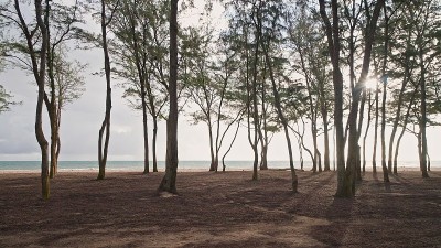 镜头在雨林中穿过树木。热带瓦胡岛的野生海滩。夏威夷岛的清晨。替身。DCI 4 k。
