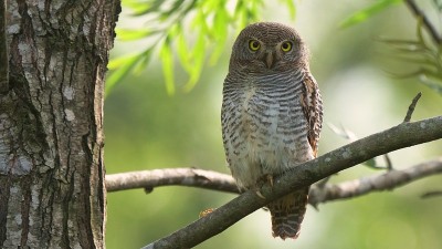 丛林小猫头鹰