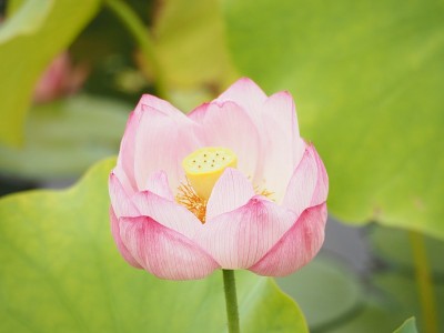 莲花
