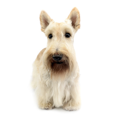 这是一只可爱的苏格兰梗犬