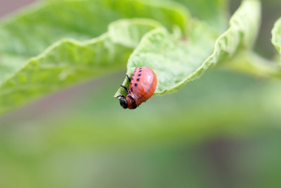 科罗拉多马铃薯甲虫(Leptinotarsa decemlinata)的幼虫
