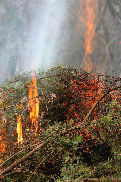 刷着火了