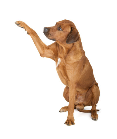 罗得西亚脊背犬