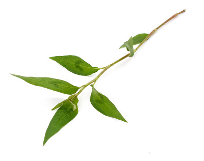 热薄荷，laksa叶