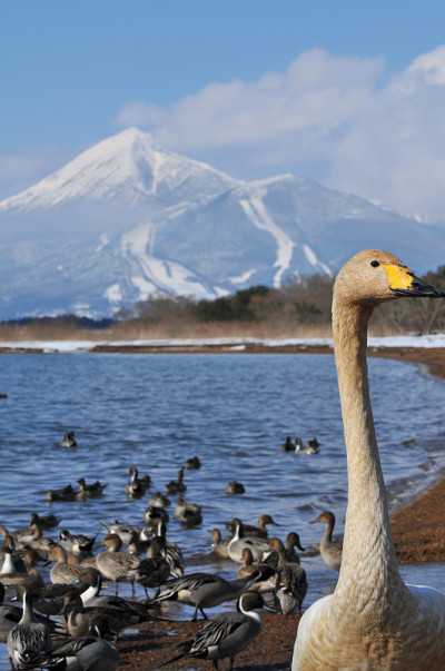 冬季的万代山和稻河城湖，日本