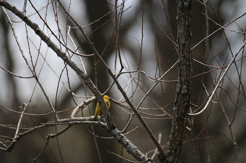 Yellow warbler during spring migration in Ontario 