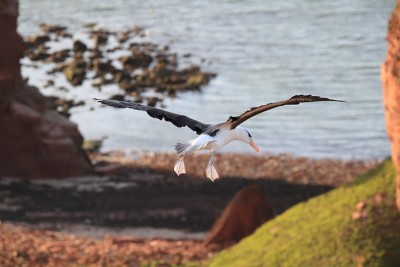 白眉信天翁(Thalassarche melanophris)或德国Mollymawk Helgol