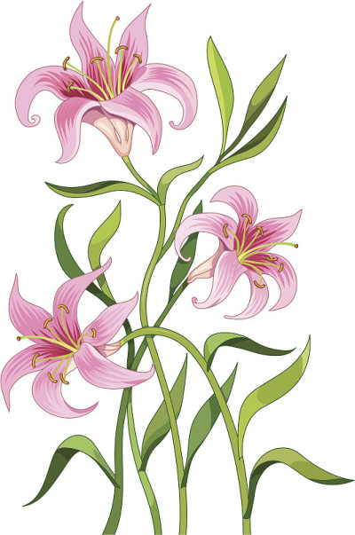 莉莉花