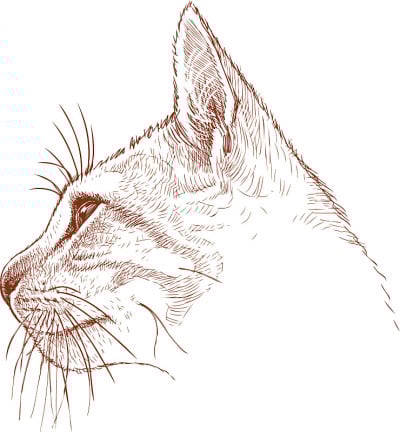 这是一只小猫的头部素描