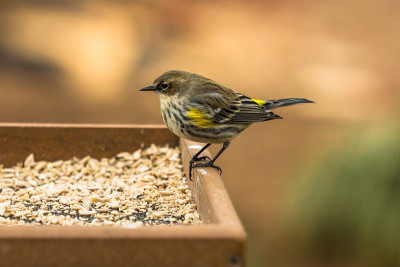Yellow-rumped莺