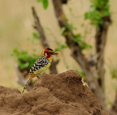 红色和黄色的Barbet