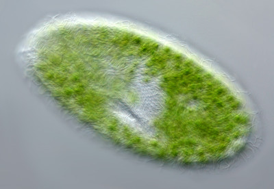 草履虫法氏菌