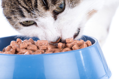 猫吃湿食物