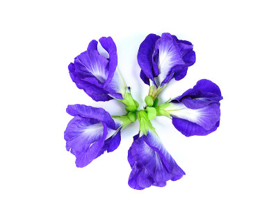 蓝豌豆，蝴蝶豌豆，靠近白色